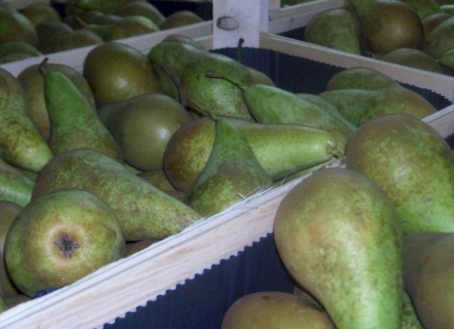 Conférence pears